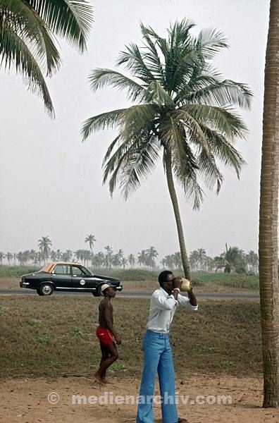 1975. Südafrika. Baum. Palme.