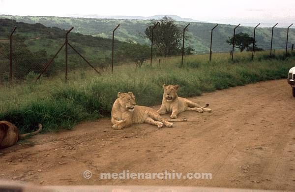 1975. Südafrika. Tiere. Löwen