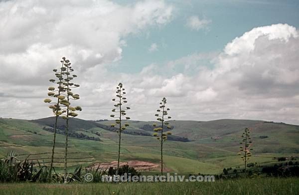 1975. Südafrika.