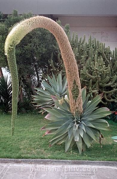 1975. Südafrika. Flora. Pflanzen