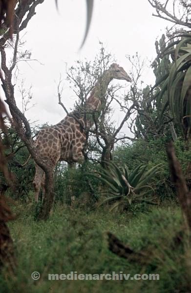 1975. Südafrika. Fauna. Tiere. Giraffe