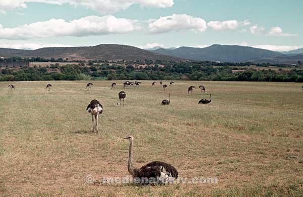 1975. Südafrika. Vogel. Geflügel. Straußenfarm