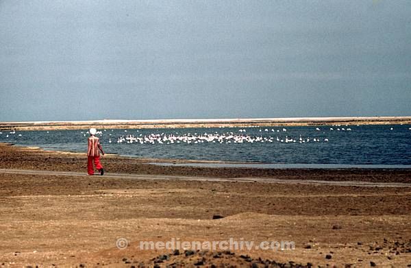 1975. Südafrika. Wasser. Vogel. Vögel