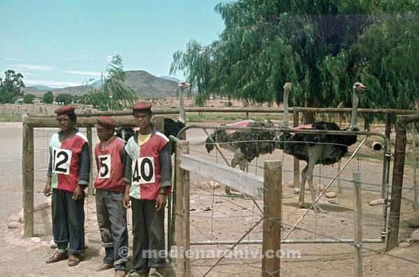 1975. Südafrika. Straußenfarm