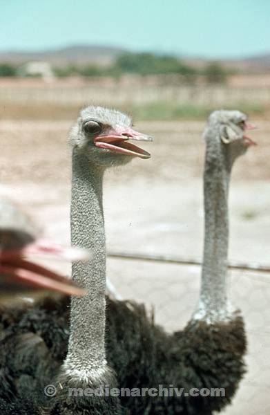 1975. Südafrika. Auf einer Straußenfarm. Geflügel.