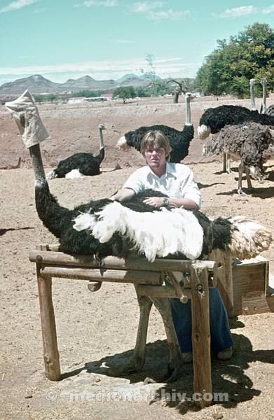 1975. Südafrika. Auf einer Straußenfarm. Geflügel.