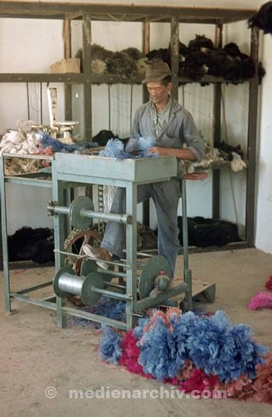 1975. Südafrika. Straußenfarm. Ein Mann färbt Straußenfedern