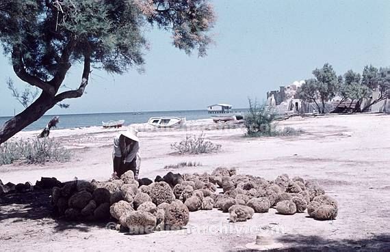 um 1970. Afrika. Tunesien - Africa. Tunisia. Dyerba. Djerba