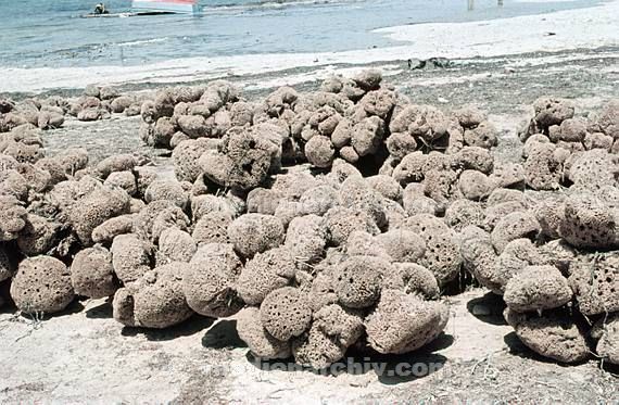 um 1970. Afrika. Tunesien - Africa. Tunisia. Dyerba. Djerba