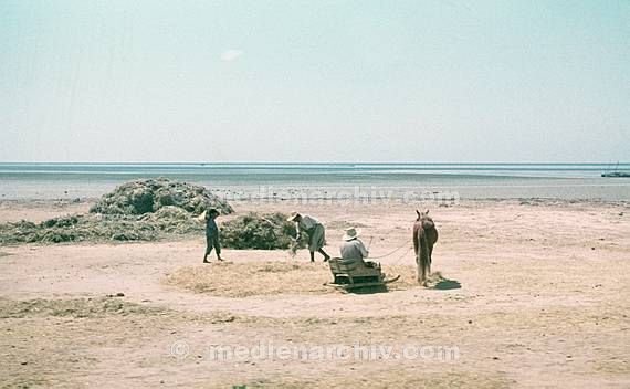 um 1970. Afrika. Tunesien - Africa. Tunisia. Gabes