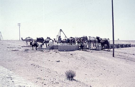 um 1970. Afrika. Tunesien - Africa. Tunisia. Grrente