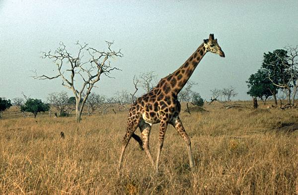 1971. Afrika. Uganda. Safari. Tiere. Giraffe