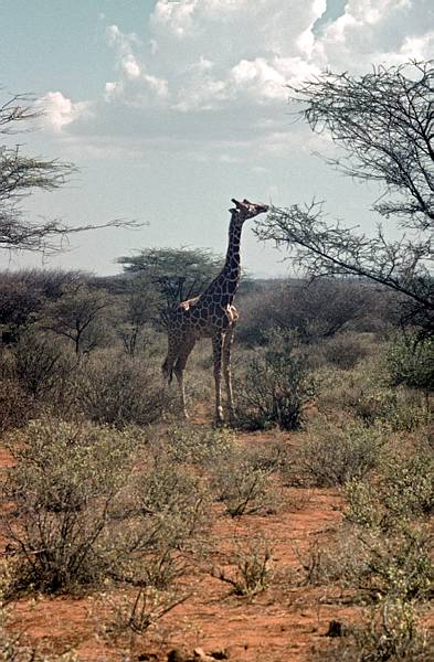 1971. Afrika. Uganda. Safari. Tiere. Giraffe