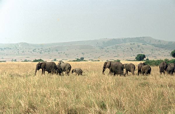 1971. Afrika. Uganda. Safari. Tiere. Elefanten