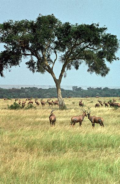 1971. Afrika. Uganda. Safari. Tiere. Antilopen
