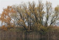 1. 11. 2010. Brandenburg. Linum. Teiche. Schilfgürtel. Bäume.
