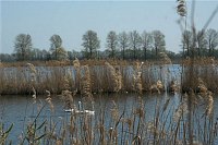 18. 4. 2010. Brandenburg. Linum. Schilfgürtel an den Fischteichen.
