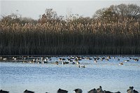 7. 11. 2009. Brandenburg. Linum. Fischteiche und Zugvögel. Fauna. Tiere. Vogel. Vögel. Gänse. Gans