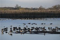 7. 11. 2009. Brandenburg. Linum. Fischteiche und Zugvögel. Fauna. Tiere. Vogel. Vögel. Gänse. Gans