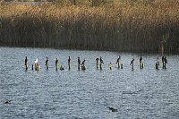 7. 11. 2009. Brandenburg. Linum. Fischteiche. Fauna. Tiere. Vogel. Vögel. Kormorane.
