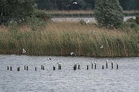 29. 5. 2011. Brandenburg. Linum. Möven über den Linumer Teichen. Vogel. Vögel