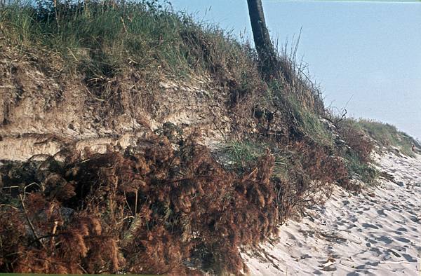 1940. Mecklenburg-Vorpommern. Darß. Ostsee. Strand. Küste