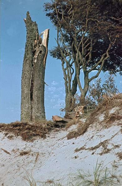 1940. Mecklenburg-Vorpommern. Darß. Ostsee. Strand. Küste