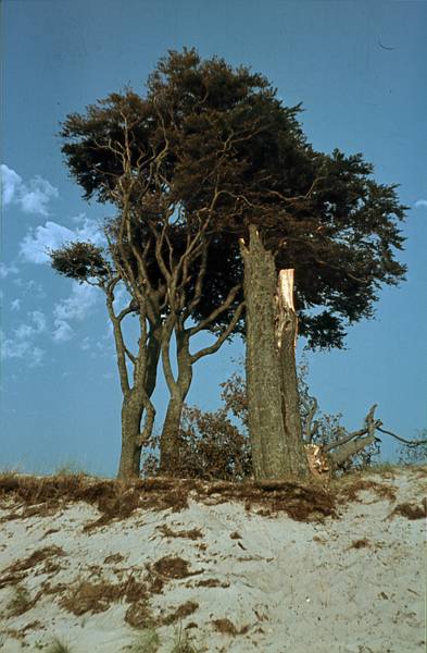 1940. Mecklenburg-Vorpommern. Darß. Ostsee. Strand. Küste