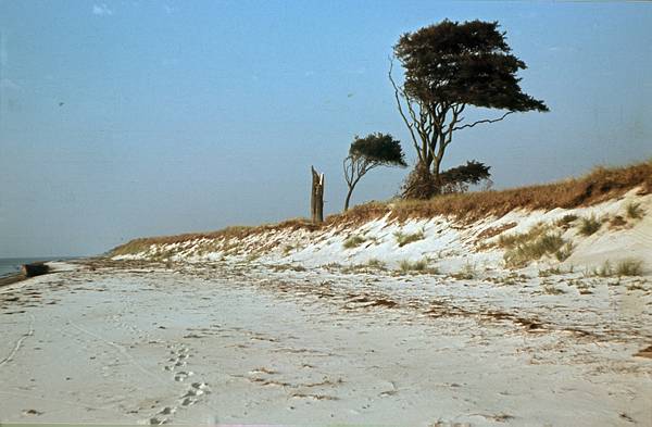 1940. Mecklenburg-Vorpommern. Darß. Ostsee. Strand. Küste