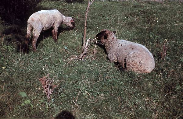 1940. Mecklenburg-Vorpommern. Darß. Ostsee. Schafe