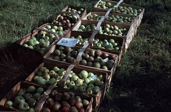 1940. Mecklenburg-Vorpommern. Darß. Ostsee. Apfelkörbe.