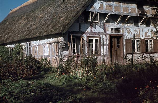 1940. Mecklenburg-Vorpommern. Darß. Ostsee. Reetdachgedecktes Haus. Fachwerkhaus