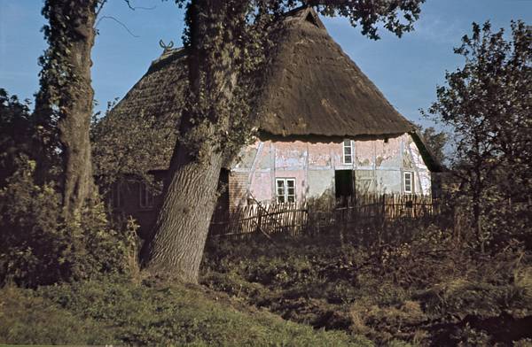 1940. Mecklenburg-Vorpommern. Darß. Ostsee. Reetdachgedecktes Haus. Fachwerkhaus