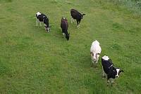 25. 6. 2013. Niedersachsen. Hechthausen. Kühe auf der Weide. Kuh. Rinder