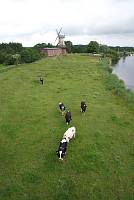 2013. Niedersachsen. Hechthausen. Rinder auf dem Deich am Fluss Oste. Kuh. Kühe