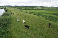 2013. Niedersachsen. Hechthausen. Rinder auf dem Deich am Fluss Oste. Kuh. Kühe
