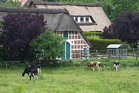25. 6. 2013. Niedersachsen. Hechthausen. Fachwerkhaus mit Reetdach. Kühe auf der Weide. Kuh. Rinder. Viehwirtschaft