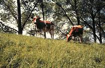 30.5.1992. Deutschland. Niedersachsen. Kühe weiden auf dem Deich