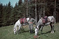 1940. Österreich. Kärnten. bei Klagenfurt. Deutscher Soldat mit gesattelten Pferden. Reiter auf einer Lichtung. Wald.