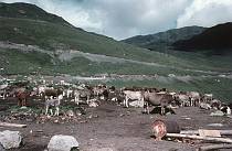 um 1965. Andorra. amtlich Principat d’Andorra (Fürstentum Andorra) Kuh. Kühe. Rinder. Vieh