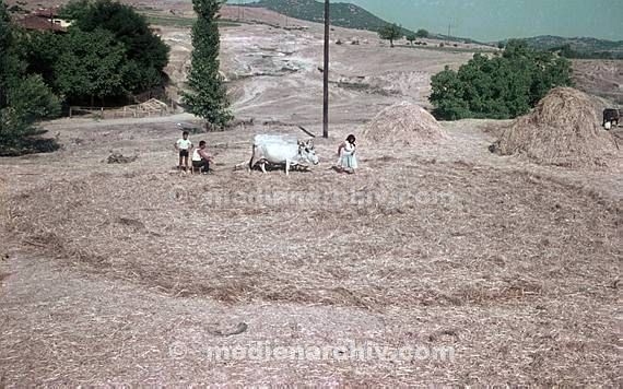 bei Plovdiv. Landwirtschaft. Bauenrfamilie mit einem Ochsengespann beim Heudreschen