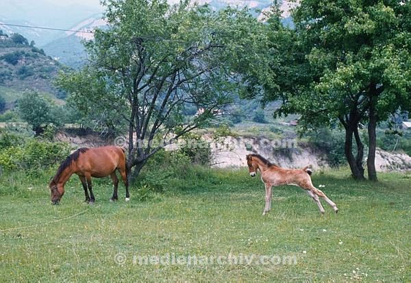 1981. Balkan. Bulgarien. Bulgaria. Pferd mit Fohlen auf einer Weide. Tiere