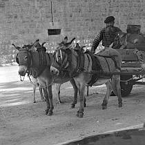 vermutlich 1967. Frankreich. Südfrankreich. Mann auf einem Karre mit Eseln