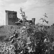 vermutlich 1967. Frankreich. Südfrankreich