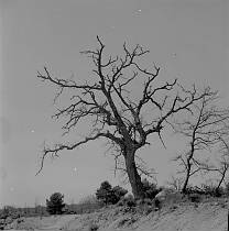 vermutlich 1967. Frankreich. Südfrankreich