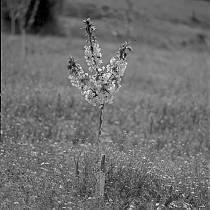 vermutlich 1967. Frankreich. Südfrankreich