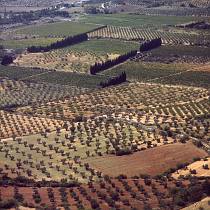 vermutlich 1967. Frankreich. Südfrankreich. Olivenbäume. Landwirtschaft