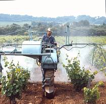 vermutlich 1967. Frankreich. Südfrankreich. Weinanbau. Landwirtschaft