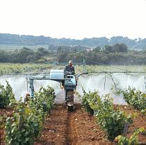 vermutlich 1967. Frankreich. Südfrankreich. Weinanbau. Landwirtschaft