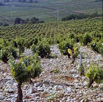 vermutlich 1967. Frankreich. Südfrankreich. Weinanbau. Landwirtschaft
